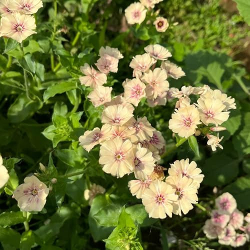 Phlox de alfombra - flox subulata de jardín balcón 1500semillas