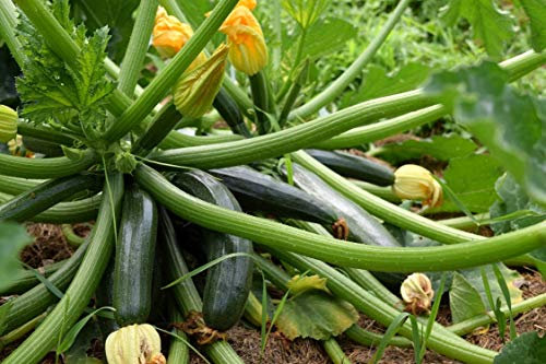 15 Graines de Courgette Black Beauty - légumes jardin potager- semences paysannes reproductibles - SemiSauvage