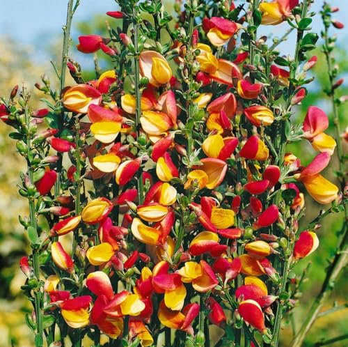 Ginster 'Erlkönig' 15-80 cm Topf Cytisus scoparius winterhart duftend