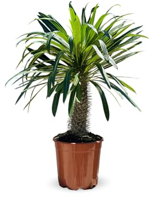 Attitude Jardin - Pachypodium lamerei - palmier de madagascar - 80-90 cm - ⌀ 22 cm - cactus et plantes grasses