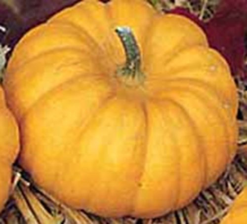 Kürbis Zierkürbis Speisekürbis Mandarin Samen