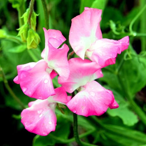 Summer Bedding Plants - Mrs R Bolton Sweet Pea Plants Garden Ready - Flowering Climbing Sweet Peas for Borders, Beds and Pots - Hardy Annual Lathyrus Odoratus Sweetpea Collection (9cm Pots, Pack of 6)