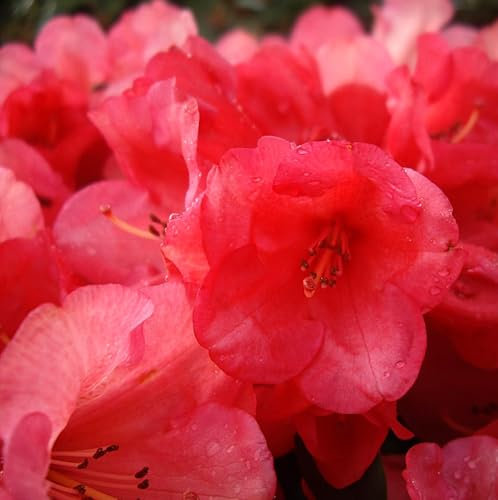 Rhododendron yakushimanum 'Rumpelstilzchen' Japanische Azalee 25-30 cm