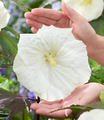 BALDUR Garten 1x Hibiskus 'Carousel Ghost', Pflanze im 9x9 cm-Topf | buschiger Wuchs, ideal für Kübel, riesige, schneeweiße Blüten, lange blühender Blickfang, pflegeleicht