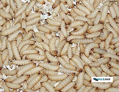 Feeders & more 1000 Bienenmaden, Wachsmaden Angelköder Futtertiere lebend & frisch