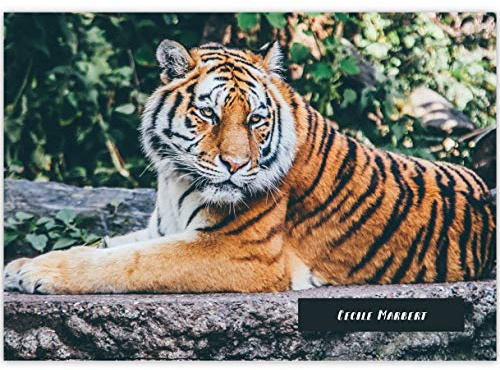 1 personalisierter, Tier A3 Kinder Malblock Motiv Resting Tiger • Zeichenblock Skizzen-Block 25 Blatt blanko, kopfverleimt, holzfreies Qualitäts-Papier 100g/m²- für Schule, Basteln, Hobby