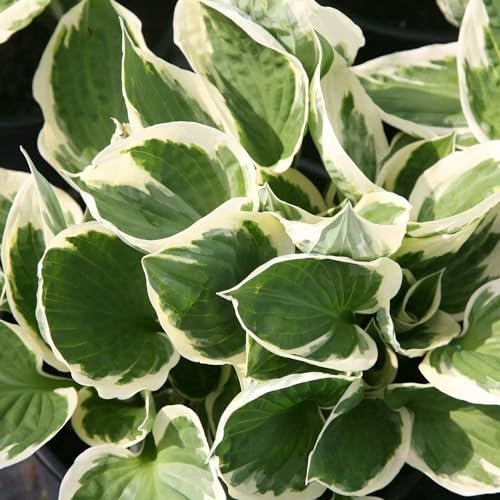 Plant Theory 9cm Pot Hosta Patriot Plantain Lily Perennial