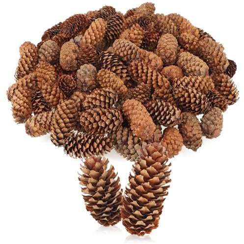 com-four® 100x pigne Decorative - Decorazioni sparse per l'autunno e l'inverno - Decorazioni a Cono - Piccole pigne - Decorazioni Natalizie Naturali - Decorazioni da tavola (100 pigne Piccole)