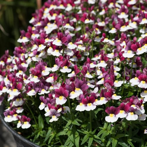 Bedwen Nemesia 'Lady Emma' Plug Plant x4 – Fragrant Tricolour Purple, White & Yellow Flowering Bedding Plants for Gardens & Patio Pots
