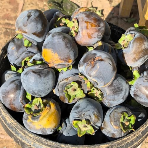 cachi neri - semi biologici balcone Aiuole rialzate giardino di 40pcs