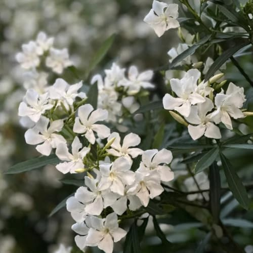 oleandro - balcone decorazioni giardino esterni tappezzante 4semi