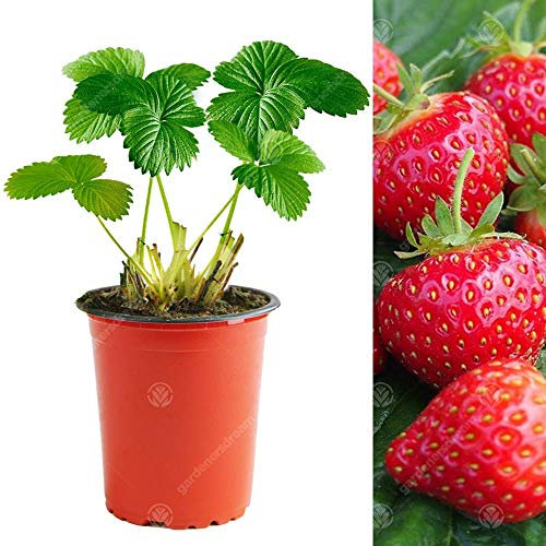 Strawberry 'Hapil' Fast Growing Fruit Plant Garden Bushes | 9cm Pot (5 Plants)