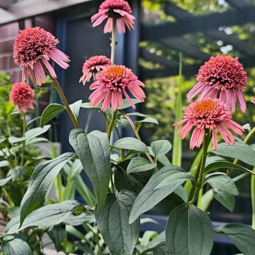 Semi biologici di echinacea, balcone resistenti esterno giardino, perenni decorative, interno 250pcs