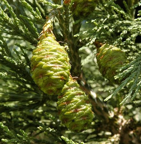 Kalifornischer Mammutbaum 80-100cm - Sequoiadendron giganteum - lebende Gartenpflanze aus den Baumschulen