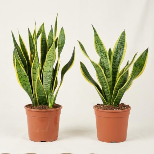 Bogenhanf | 2er-Set | Sansevieria laurentii | ca. 40-50 cm | ø 12-15 cm Topf | Pflegeleichte Zimmerpflanzen für Wohnung und Büro | Qualität vom Pflanzen Profi | Ideale Raumbegrünung