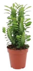 Euphorbia Trigona DECOALIVE Planta Natural Perfecta Para Decoración Contemporánea