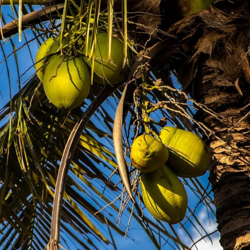 semi di palma da cocco, Le sempreverdi sono resistenti Cocos nucifera, semi di resistenti rare comprare 15pcs