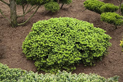 Koreatanne Abies koreana Brillant 40 cm Konifere winterhart immergrün
