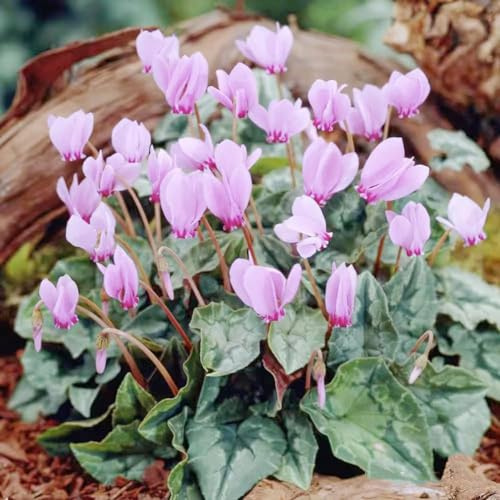 ciclamino semi di selvatico interni esotici giardino semi biologici perenni resistenti balcone riverdimento tetti 120pcs
