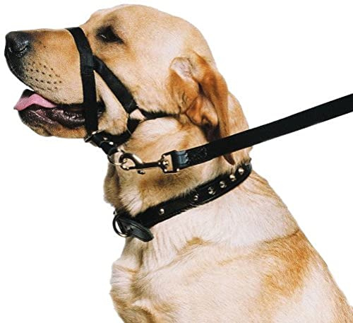 Ancol Hunde-Trainingshalfter, Halsband