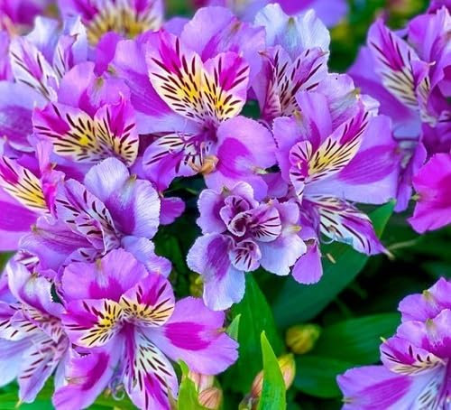 100pcs Fresh Purple Gladiolus Flower Seeds