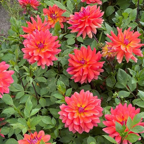 1 Dahlia Firepot Bulb – Compact, Long-Blooming & Vibrant Summer Flower – Perfect for UK Gardens – Hardy Perennial for Year-Round Beauty