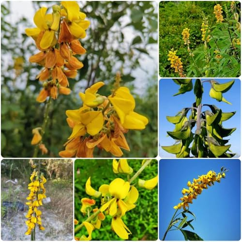 Semi di Crotalaria pallida, arbusti resistenti Crotalaria cunninghamii, semi esotici giardino 300pcs