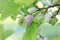 Weiße Maulbeere Morus alba Pflanze 15-20cm Maulbeerbaum Obstbaum Obstpflanze