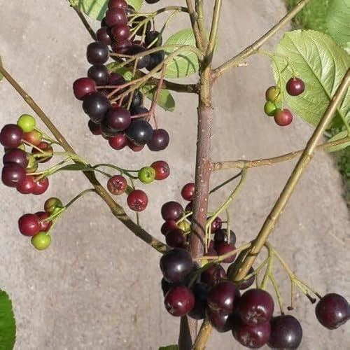 Aronia Nero schwarze Apfelbeere großfruchtige Sorte 30-40 cm Pflanze im 3 Liter Topf