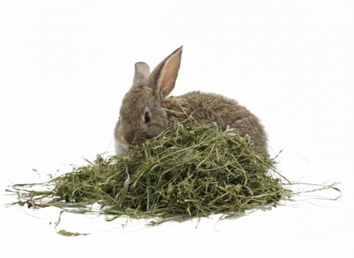 Herbe Médicale (Alpha Alfa) 5 kg | Foin Naturel Herbe Médicale | Riche en Fibres, Protéines et Calcium | Idéal Léporoïdes, Lapins, Hamsters, Petits Rongeurs | Meilleure Qualité - Croissance, Gestation