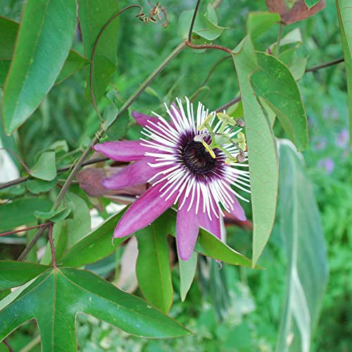 GardenersDream Passiflora Victoria - Fleur de la Passion Royale - Plante Grimpante Pourpre - Plante Extérieur Variété Premium