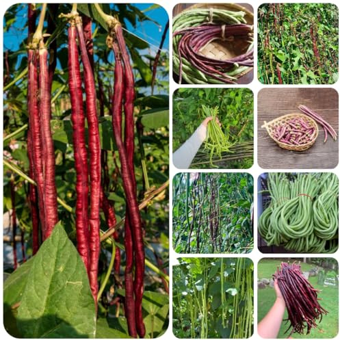 Frijol medidor - semillas de frijol Cultivo de trepadoras espárrago, caupí Comprar hortalizas invierno resistentes jardines rocas semillas hortalizas 160semillas