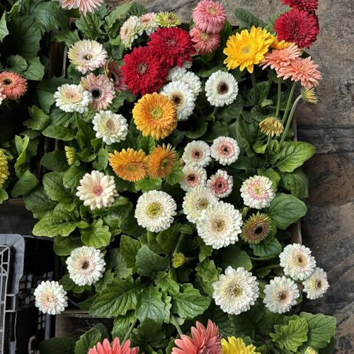 semillas de gerbera - primavera, semillas de silvestres gerbera resistentes, sombra para lugares soleados 200pcs