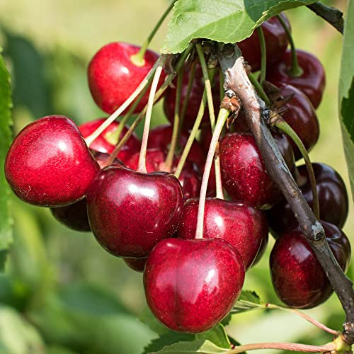 Cherry Kordia Edible Fruit Tree | Deciduous Outdoor White Flowering Hardy Garden Potted Prunus avium (7.5L Pot, 4-5ft)