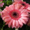Nuevas 100 semillas de flores de margarita gigante rosa