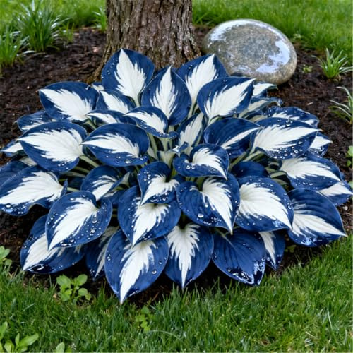 Mehrjährige Funkien, einfach zu kultivierende Funkien und Hybrid-Funkien/Schmücken Sie Gartenecken-4 PCS-C