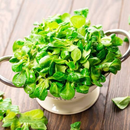Semi di valeriana, regali per gli amanti del giardino da giardino roccioso resistenti di balcone serra vecchie varietà copertura del terreno 600pcs