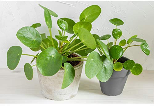 Indoor Pilea Peperomioides House Plant Chinese Money Plant Evergreen Houseplant Plants Easy to Grow Your Own 1x 11cm Potted Plant by Thompson and Morgan