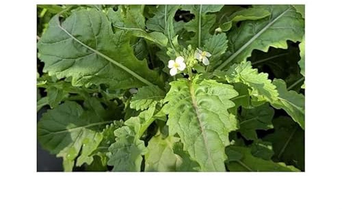 50x Wasabi Arugula Seeds Leaves Tender Knusprig Taste Bitter B478