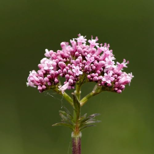 Semi di valeriana, rare Valeriana officinalis, seminare vecchie varietà da balcone resistenti esotiche semi di giardino 50pcs