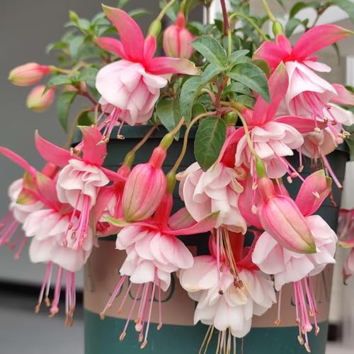 fuchsien hängend - exotische zimmerpflanzen winterharte kübelpflanzen outdoor rankpflanzen seltene steingarten blumensamen mehrjährig winterhart gewächshaus balkon topfpflanzen deko 15samen