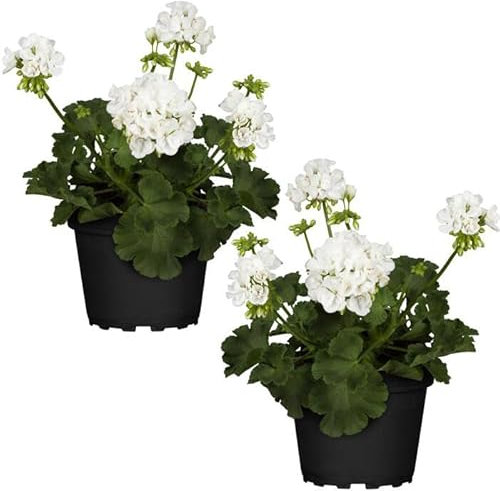 DECOALIVE Geranio Zonal Blanco - Pack 2 Plantas - Geranios Naturales de Colores Vistosos - Plantas de Temporada