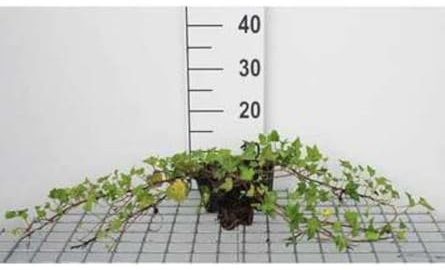 12 x Hedera helix Shamrock - Edera Shamrock in - vaso 9x9 cm