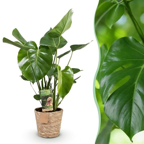 Monstera Deliciosa - Lochpflanze - Pflegeleicht - mit Korb - Grün - 50-55cm - Ø17cm - Zimmerpflanze - Immergrün