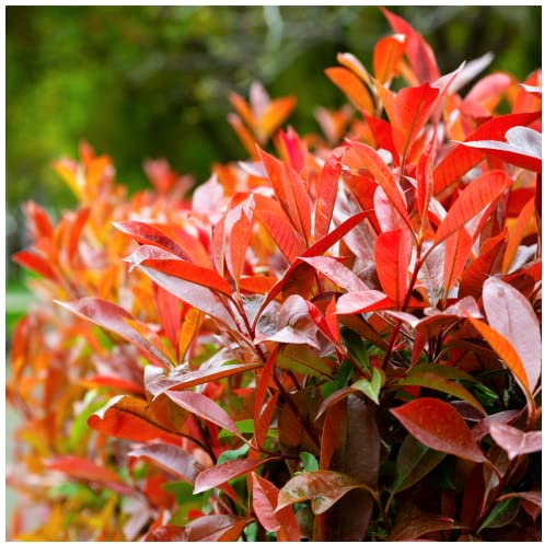 5 Photinia Red Robin Hedging Plants 40-60cm Bushy Evergreen Hedge Shrubs 3fatpigs®
