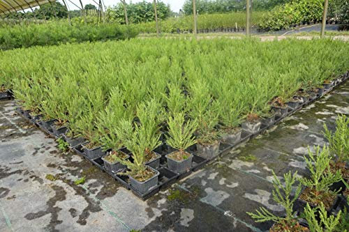 3st. Mammutbaum 25-40cm Sequoiadendron giganteum Riesenmammutbaum Mammutbäume