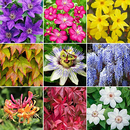 GardenersDream 5 x Mixed Climbing Outdoor Plants in Pots - Outdoor Fast Growing Clematis Climbing Plants - Colourful Flowering Shrubs for Gardens, Walls, and Fences (20-30 cm incl. 9 cm Pot)