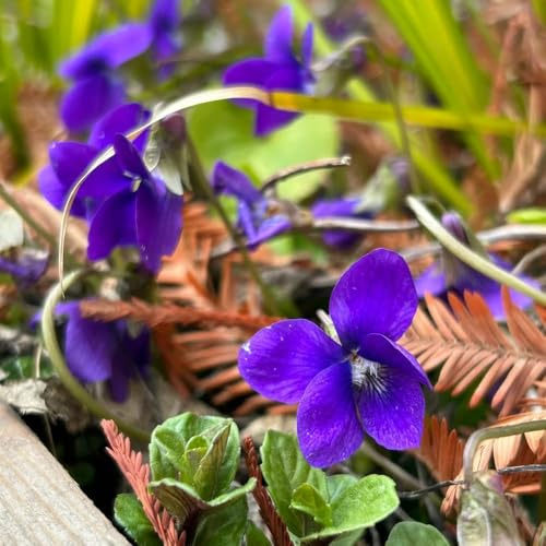 Duftveilchen - zimmerpflanze blumenwiese blumensamen mehrjährig winterhart pflanztopf wiesenblumen balkonpflanzen winterhart - Seltene - balkon deko pflanzensamen 100samen