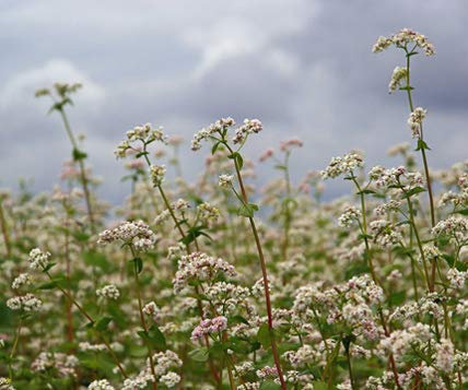 Bodenkur Buchweizen - einjährige Gründüngung/Insektenweide 250 Gramm