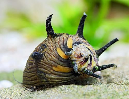 NatureHolic Geweihschnecke Sun Snail Clithon subgranosum 5 Stück - Aquarium Schnecken lebend - effiziente Algenfresser Schnecke - Ab 20l Beckengröße - Natürliche Aquarien Reinigung